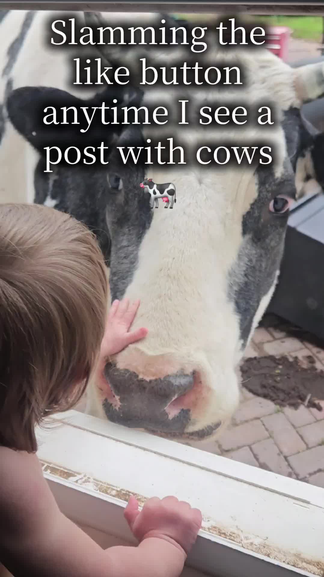 @Only Cows