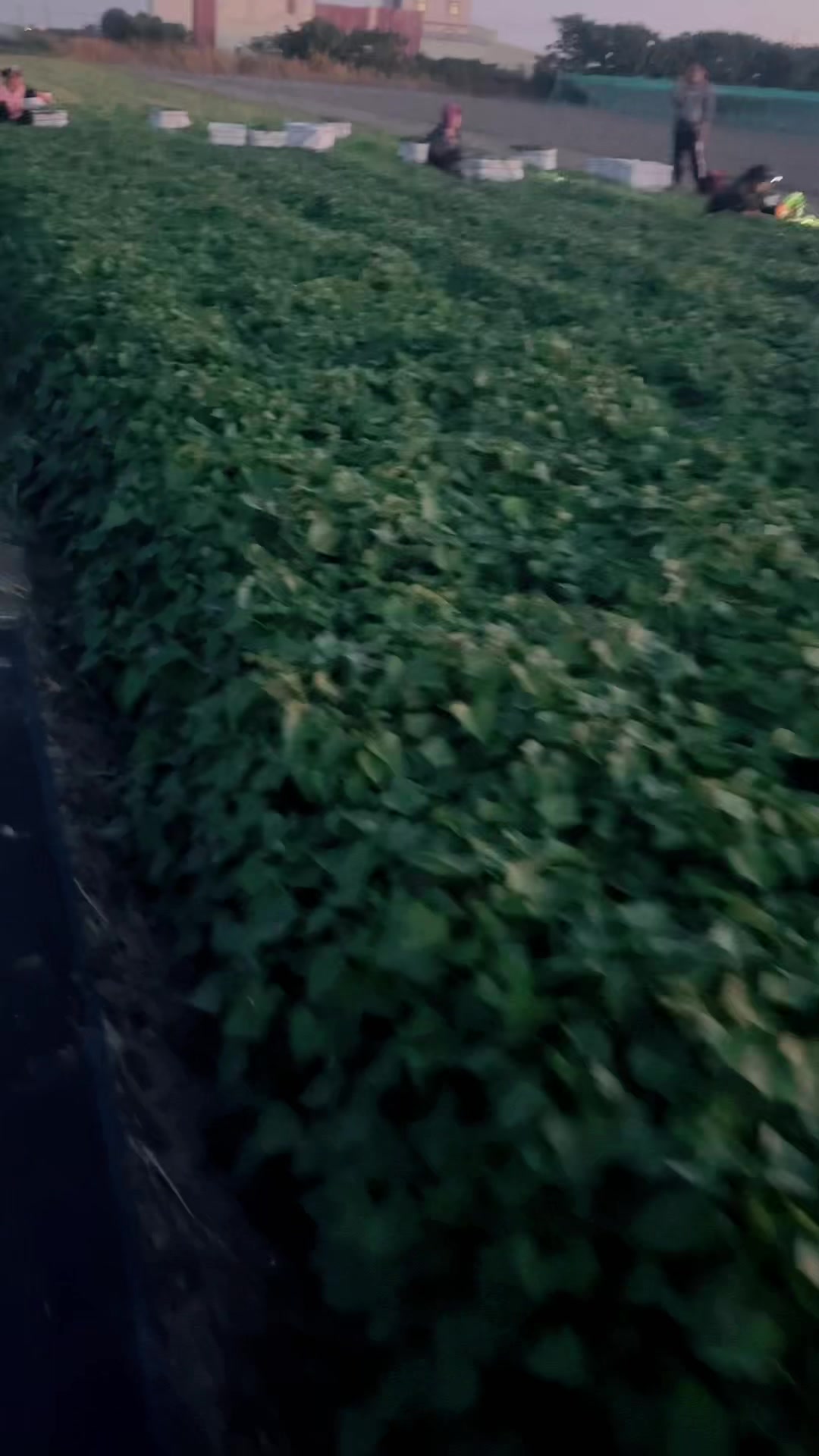 @28cp🇻🇳