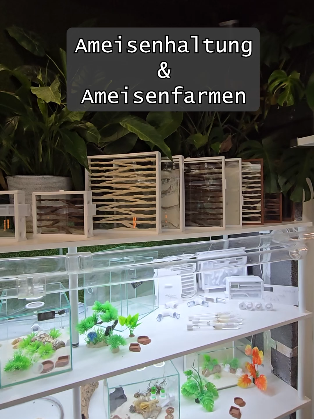 @MyAnts.de