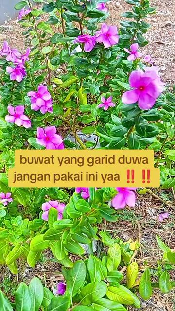 @mama_DanendraStore