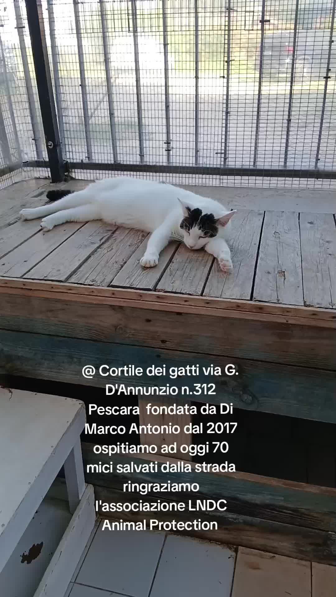 @@ Cortile dei gatti