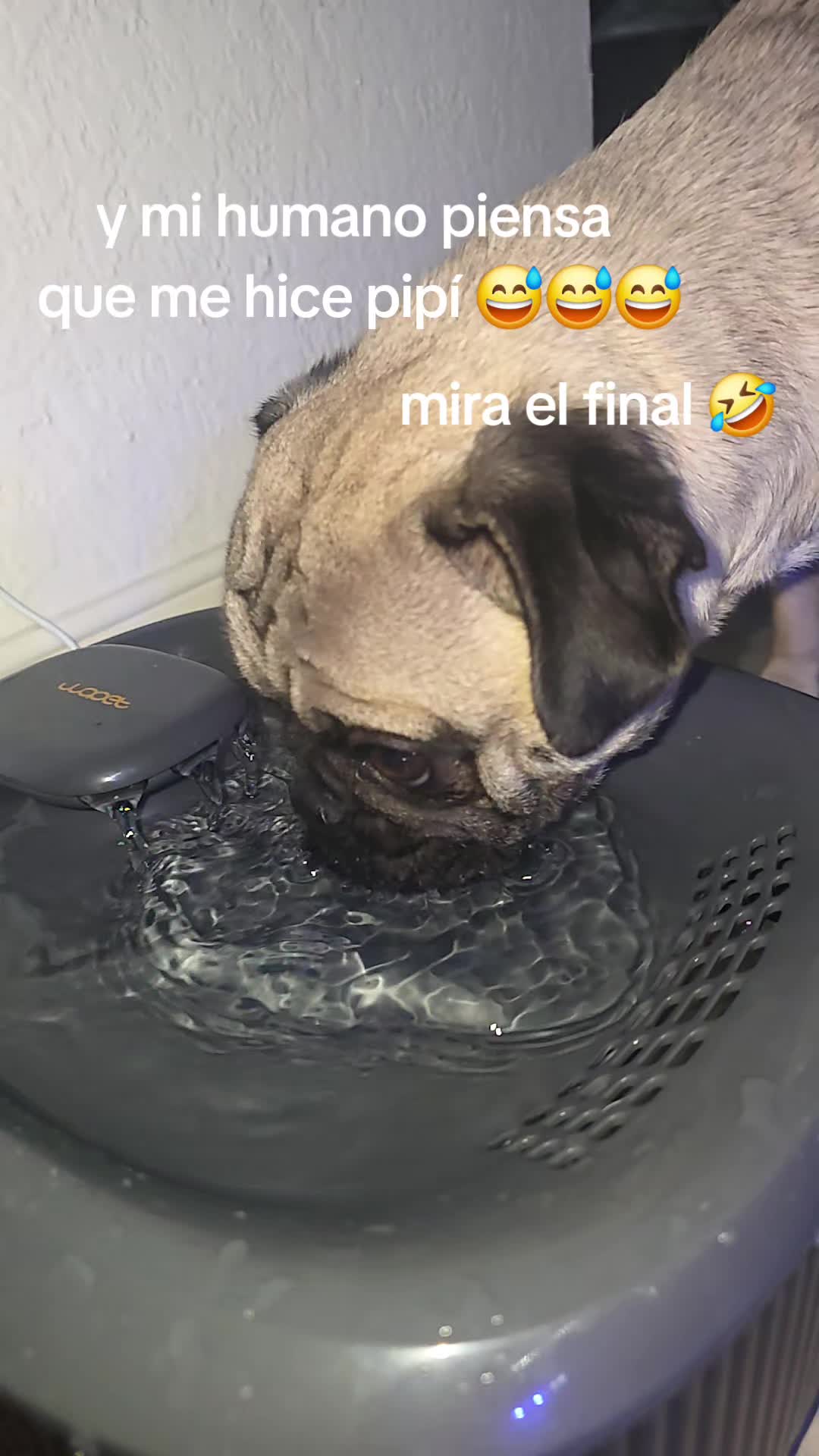 @Pogi y maganda pugs