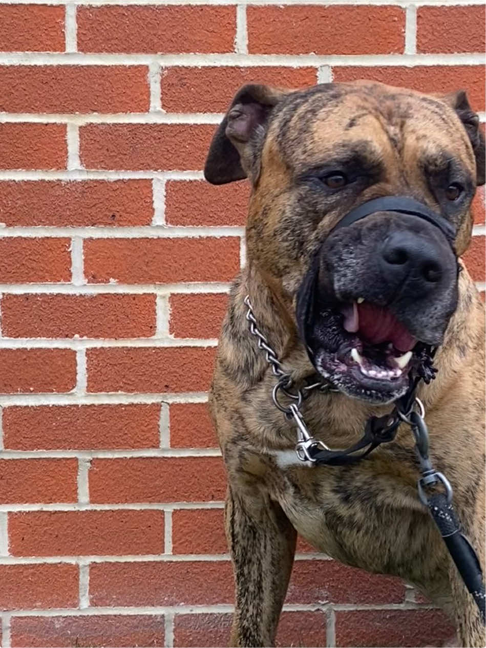 @Mooch 💖🍃 PRESA-CANARIO