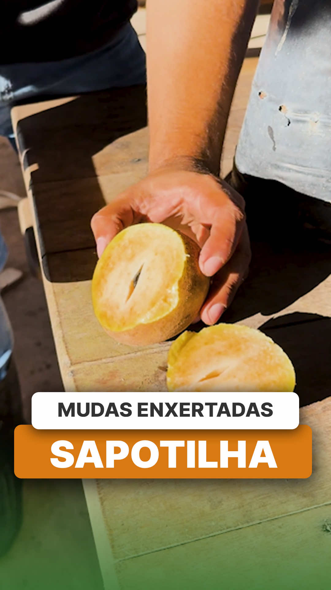 @ViveiroProMudas