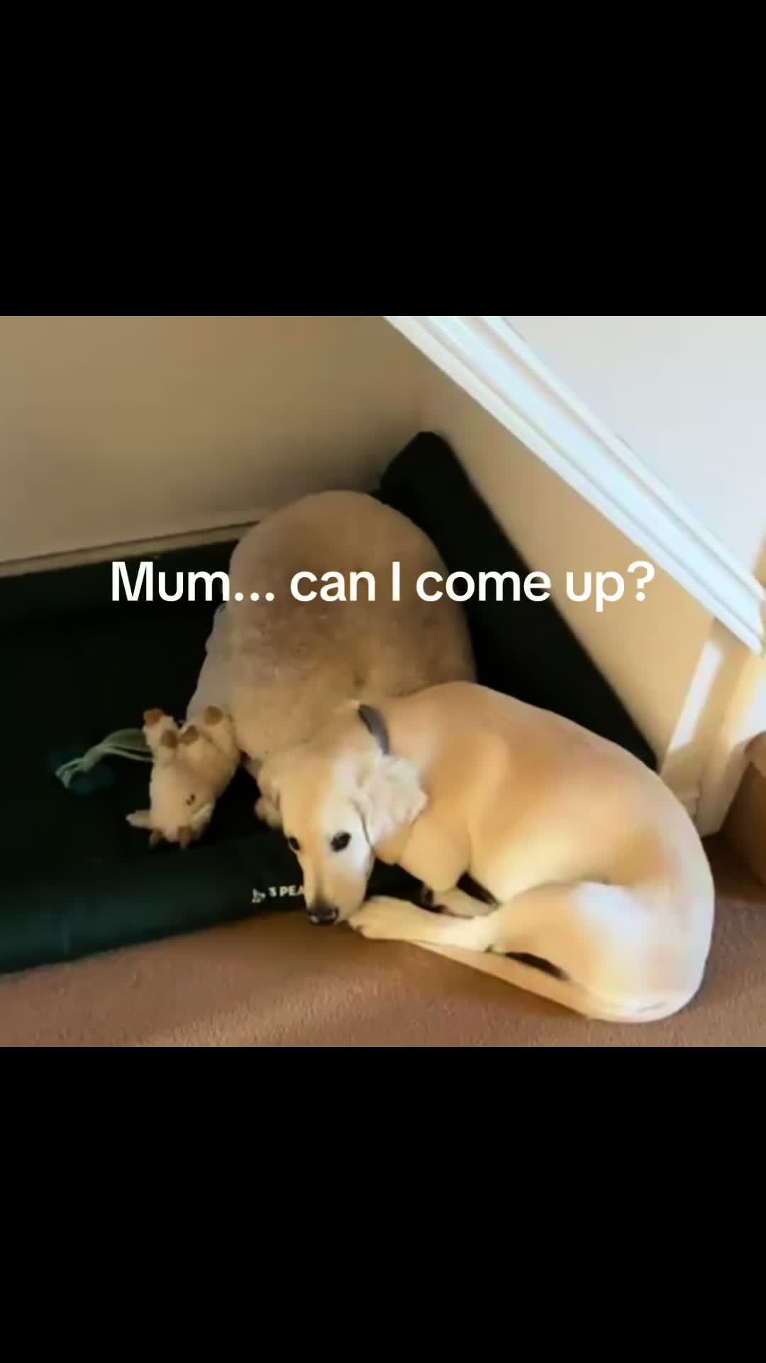 @GoldenBoyCooper