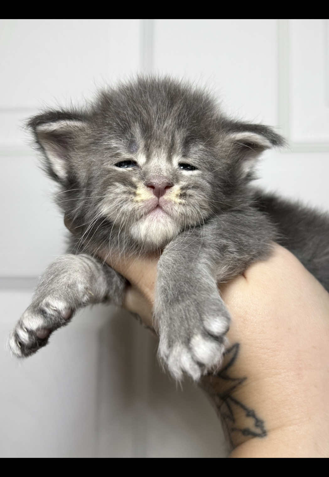 @MidwestGiantsMaineCoonCattery
