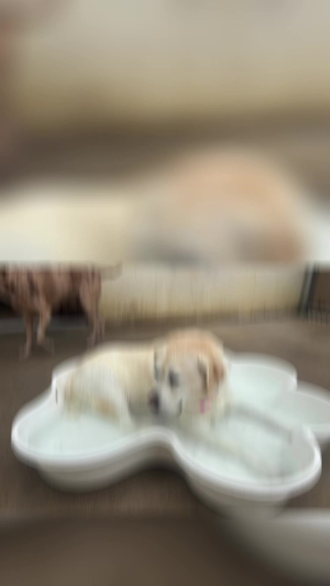@CampBowWow Eatontown
