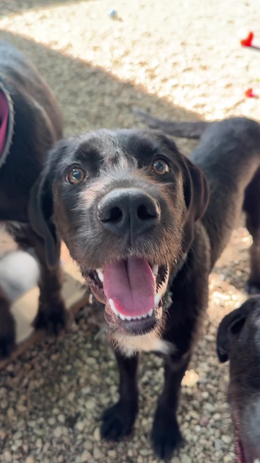 @sftsanimalrescue