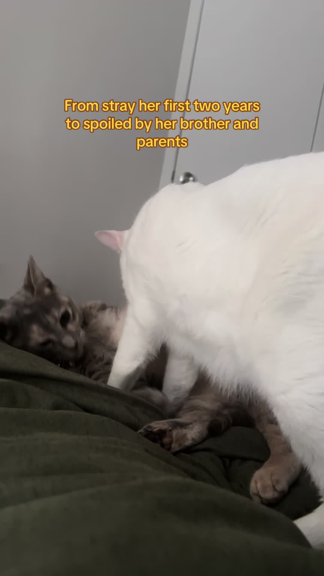 @Houseofpets