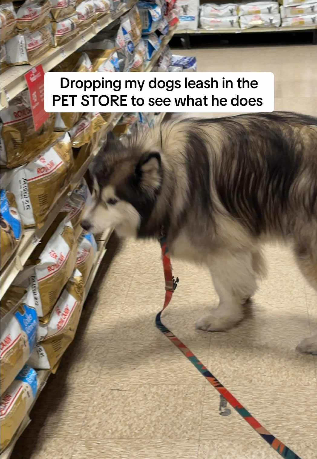 @Bandit The Husky