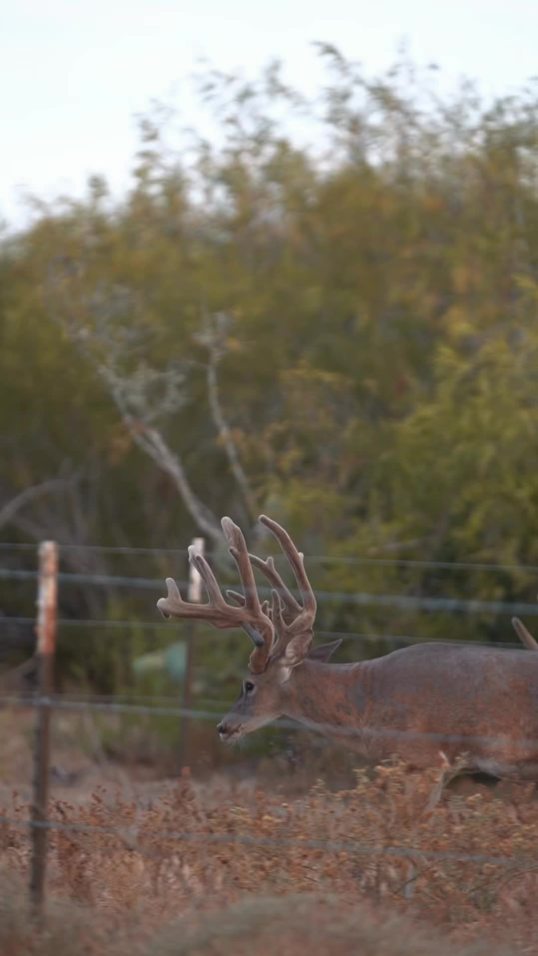 @South Texas Whitetails