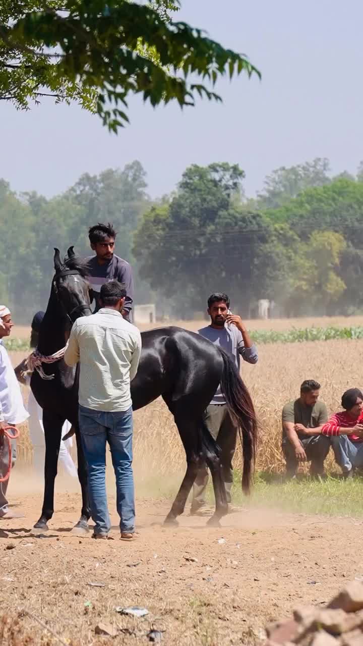@🏇 MARWARI HORSE RACING 🏇