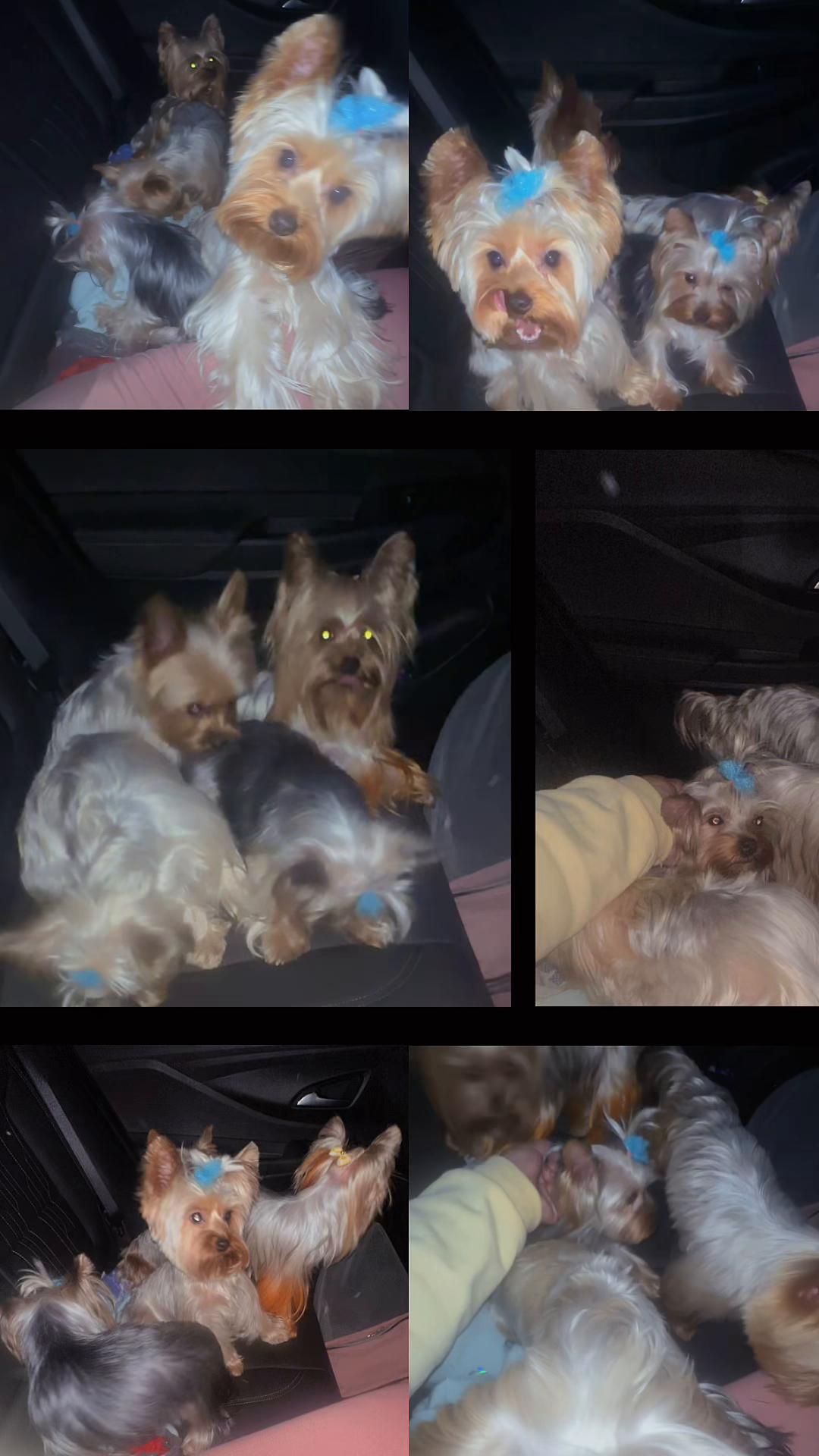 @RedBeautyYorkies🐾