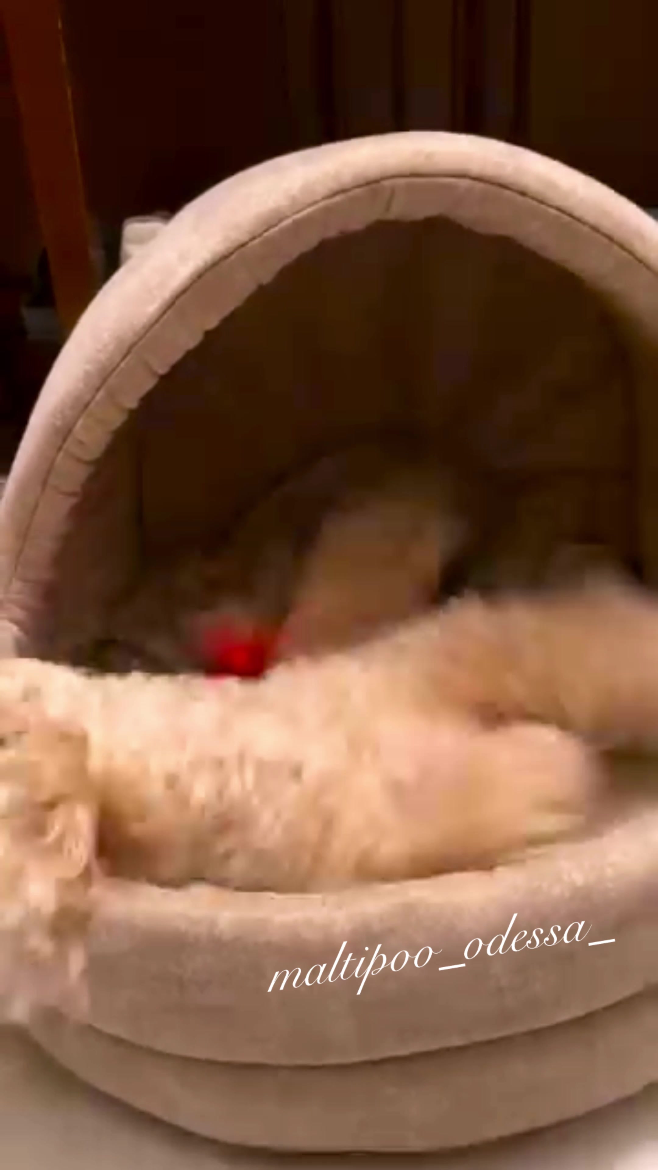 @maltipoo_odessa_