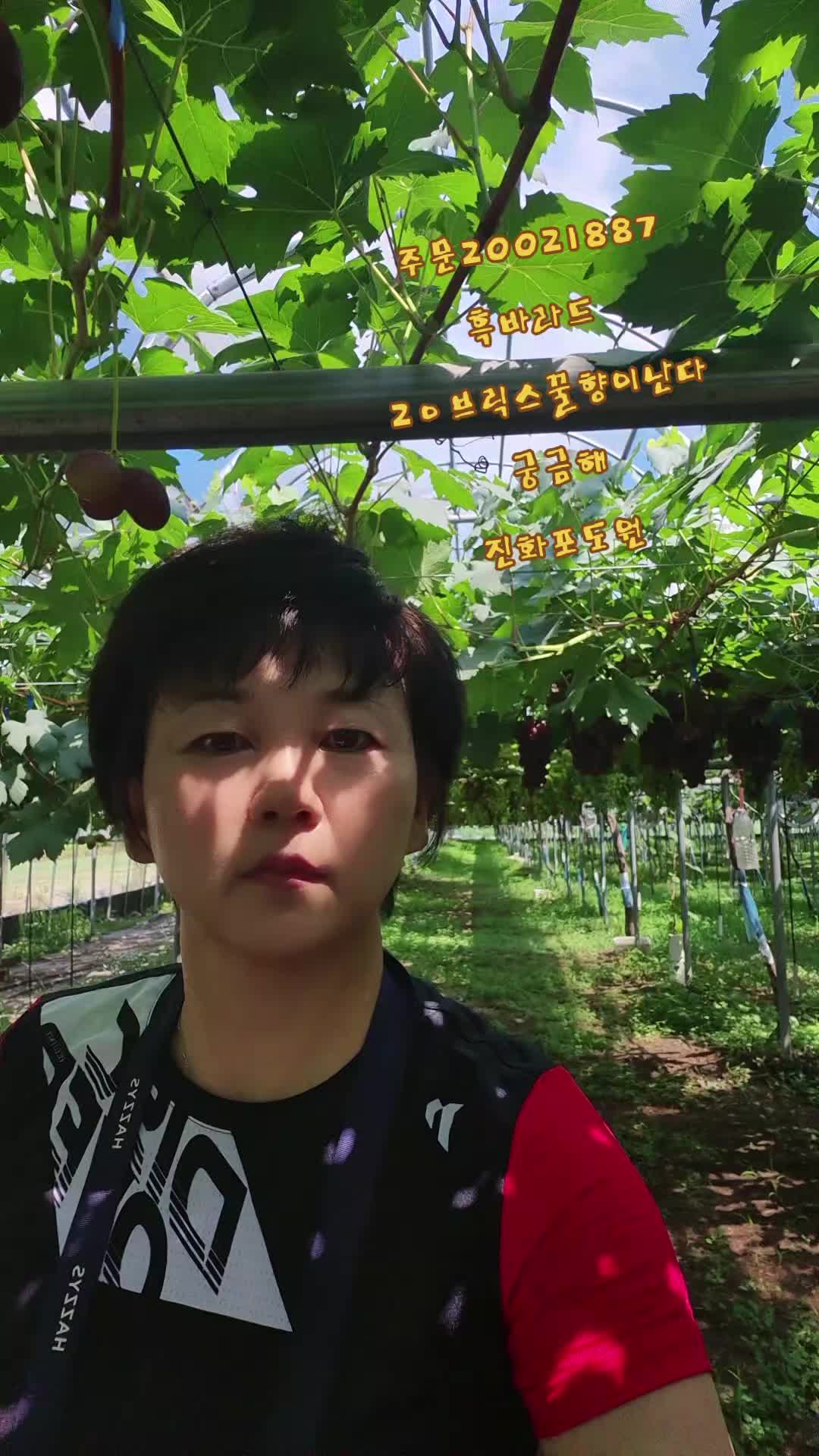 @진화포도원
