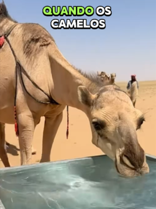 @Mundo dos Animais