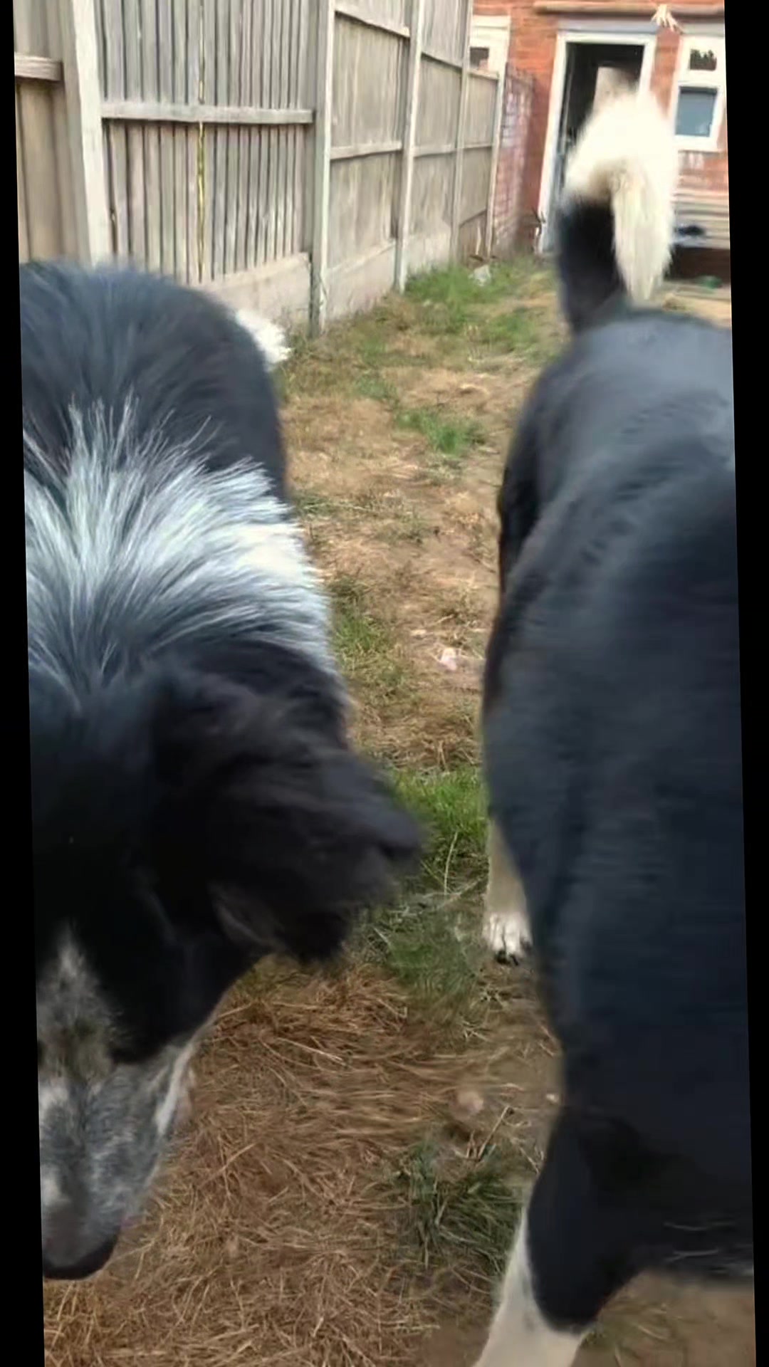 @Bordercollies Anonymous Club