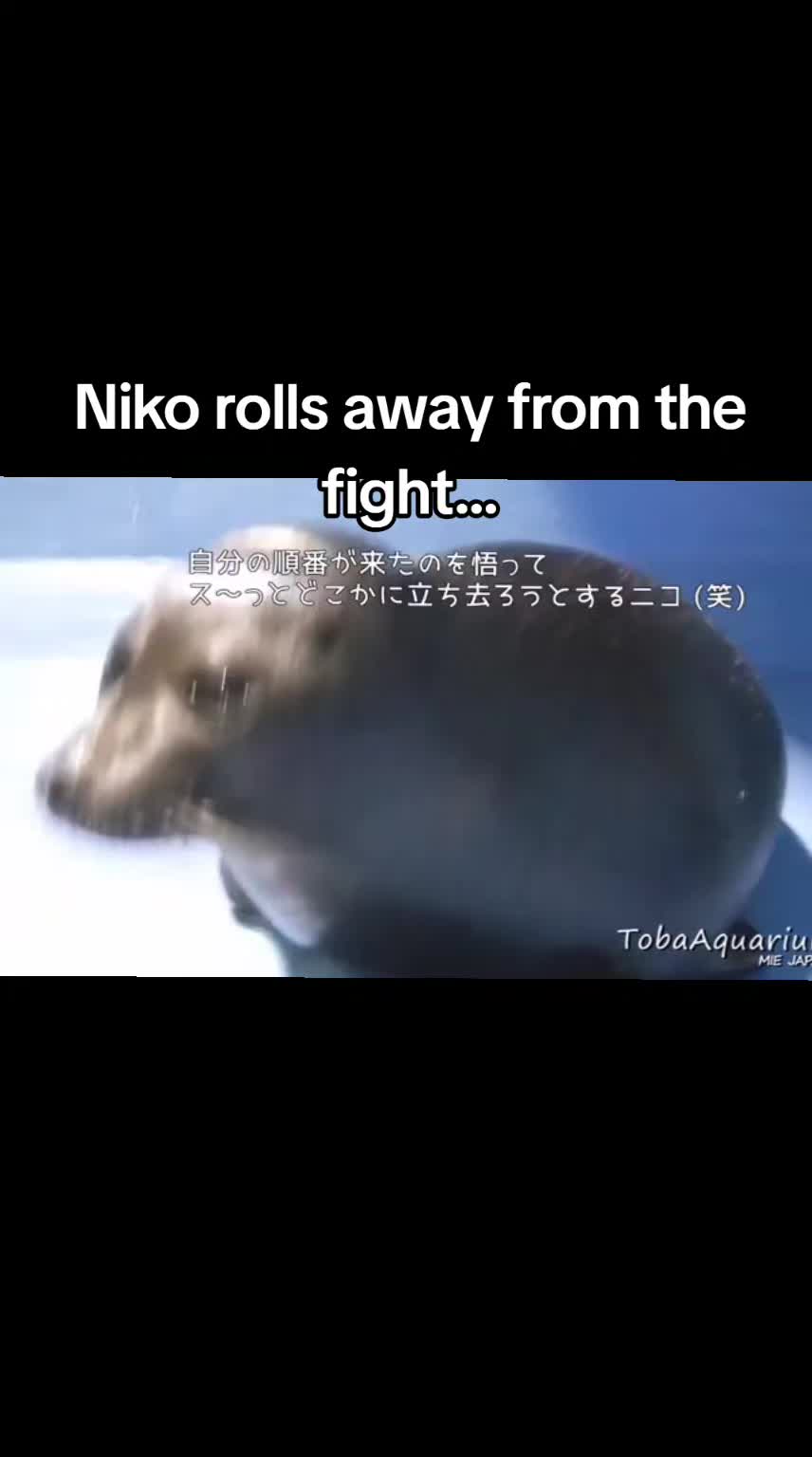 @Ray 🦭 :3