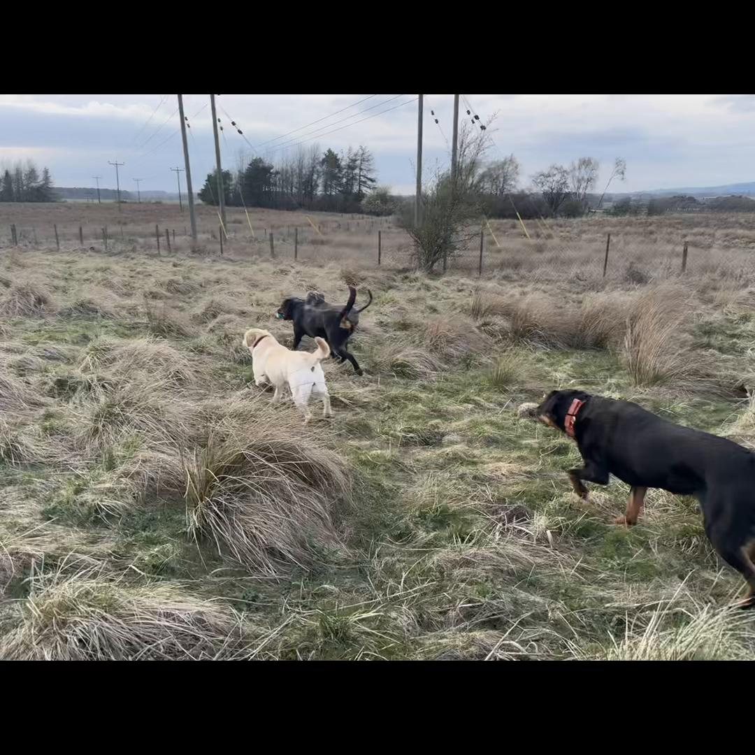 @Doozer_Sprocket_&_Fraggle