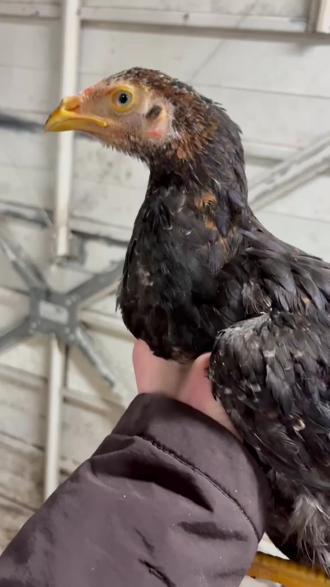 @Game birds