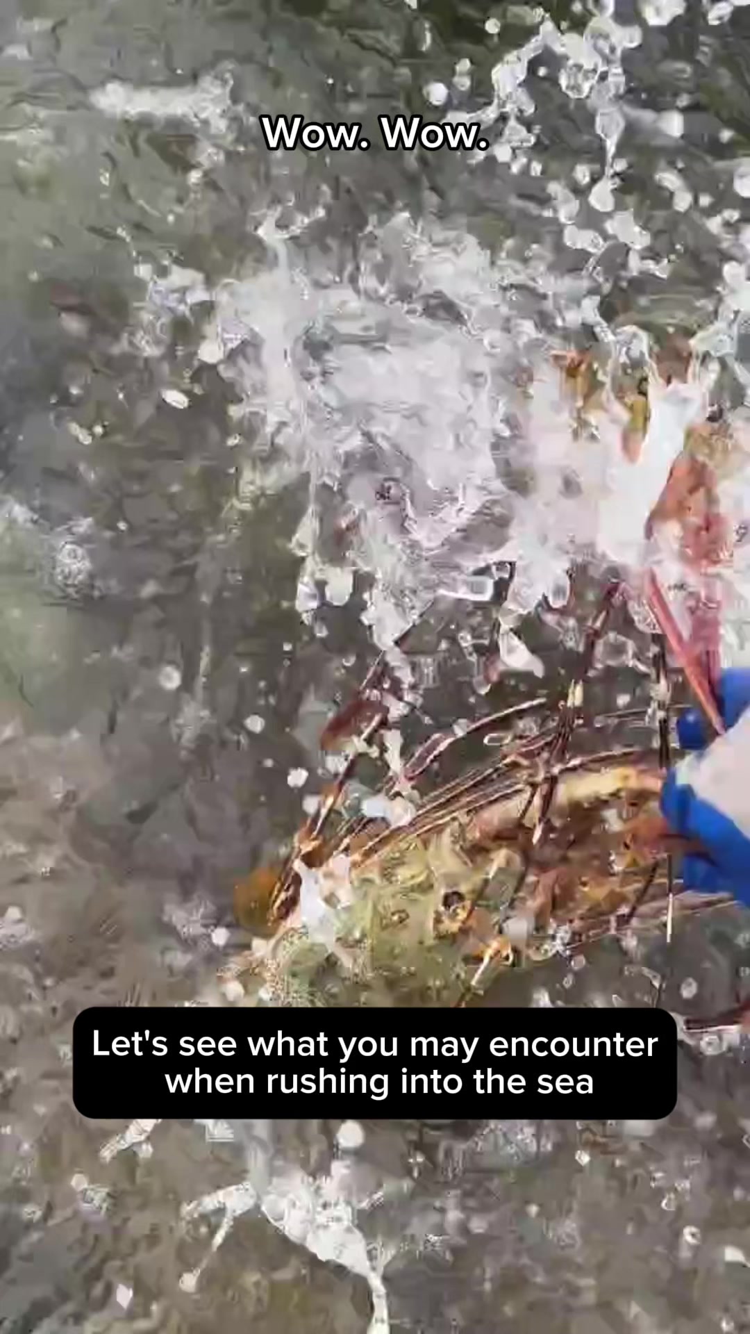 @seafood.vlog