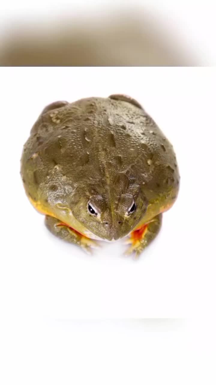 @tardigradi