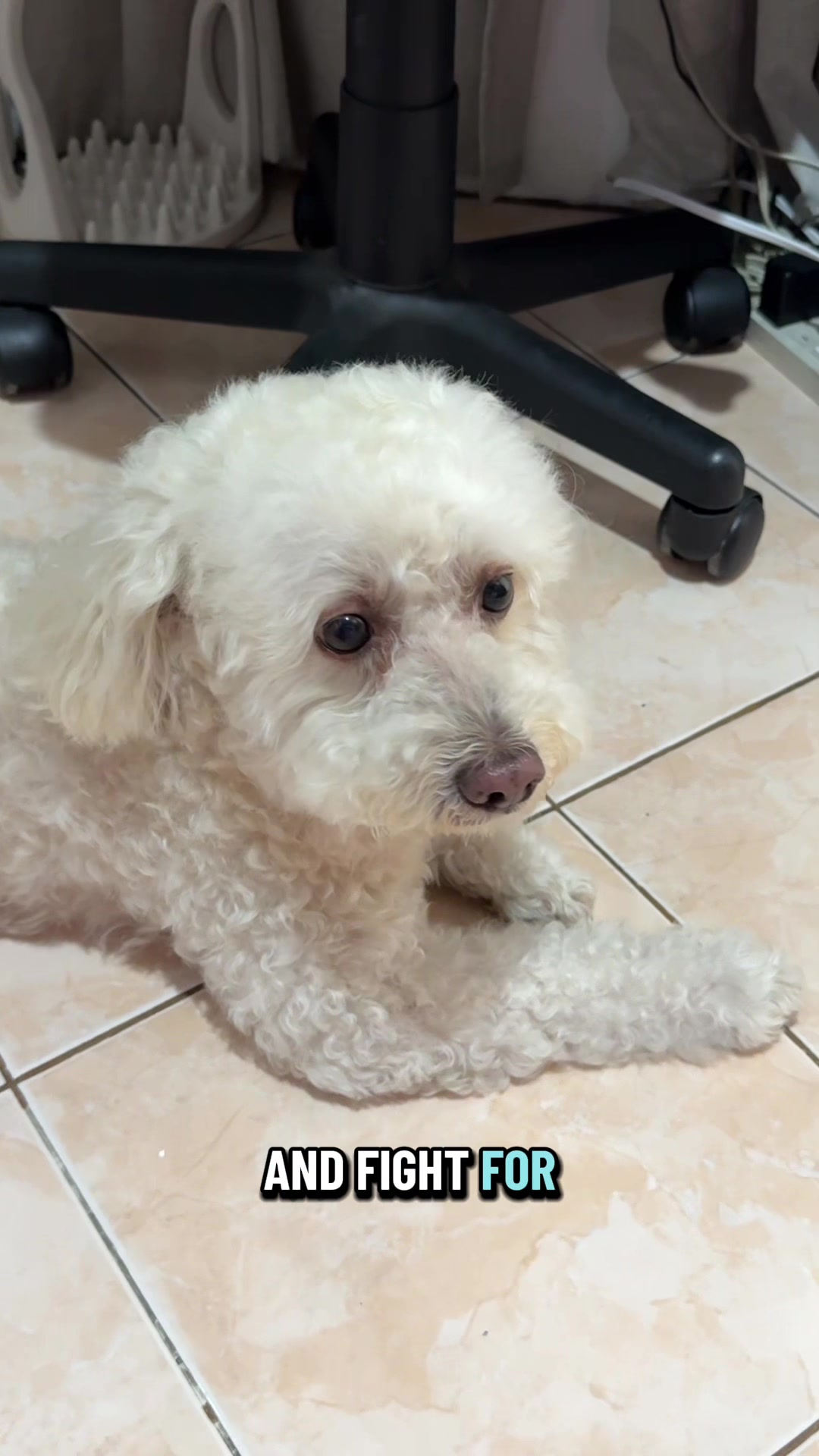 @Coco the poodle