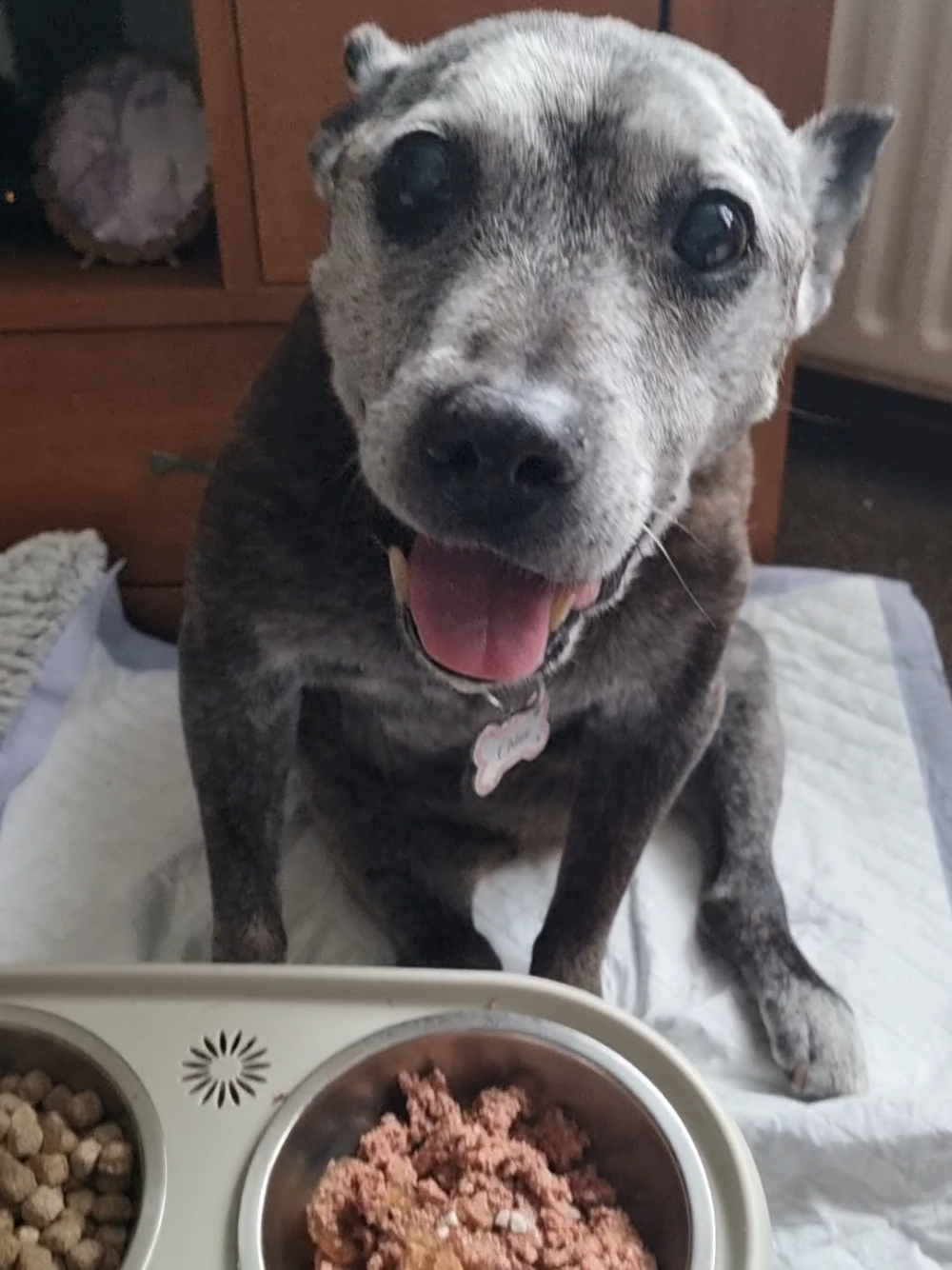 @Chloe The Staffy