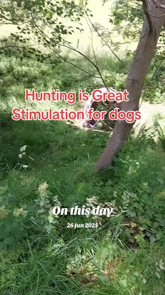 @Ali & 7 Dogs