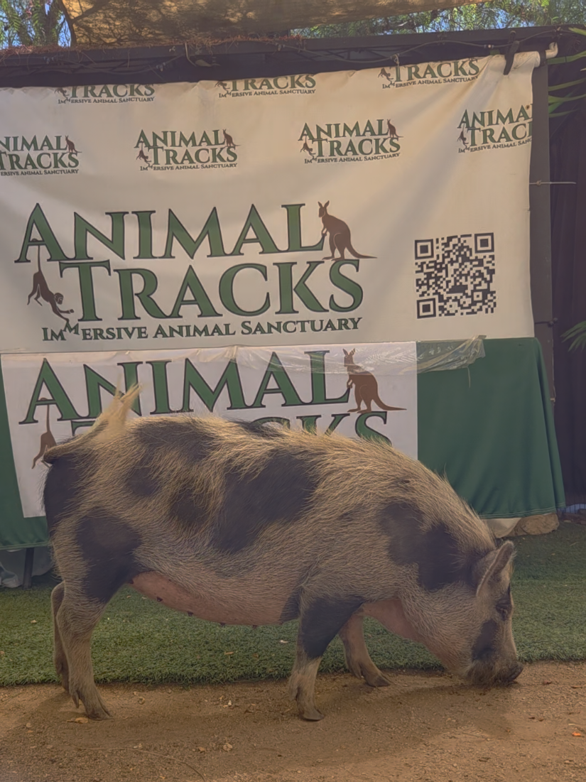 @AnimalTracksInc