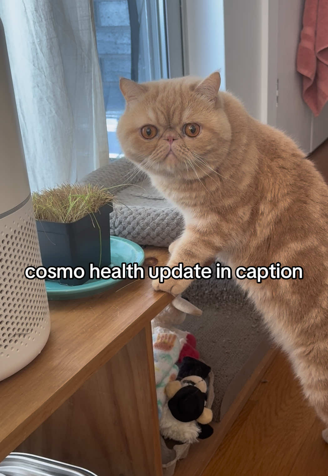 @cosmo exotic