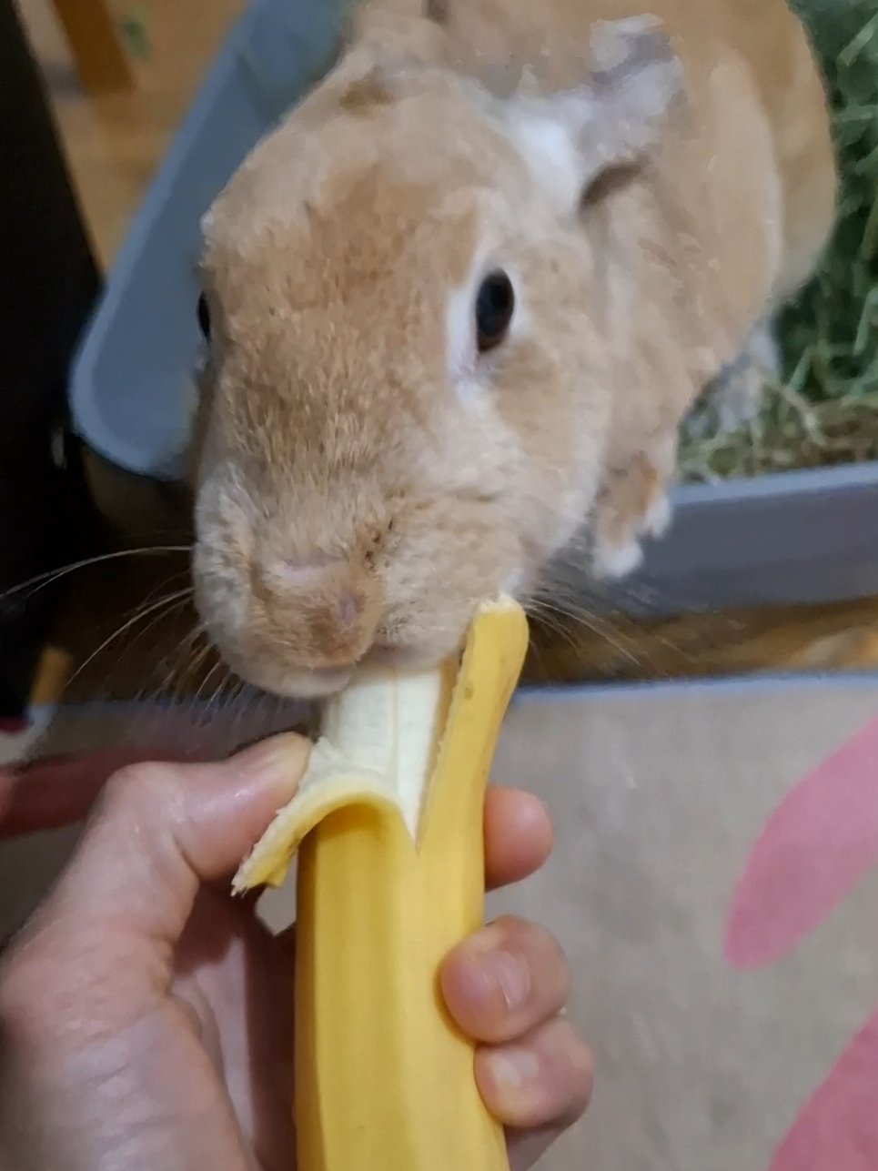 @Bunny Family