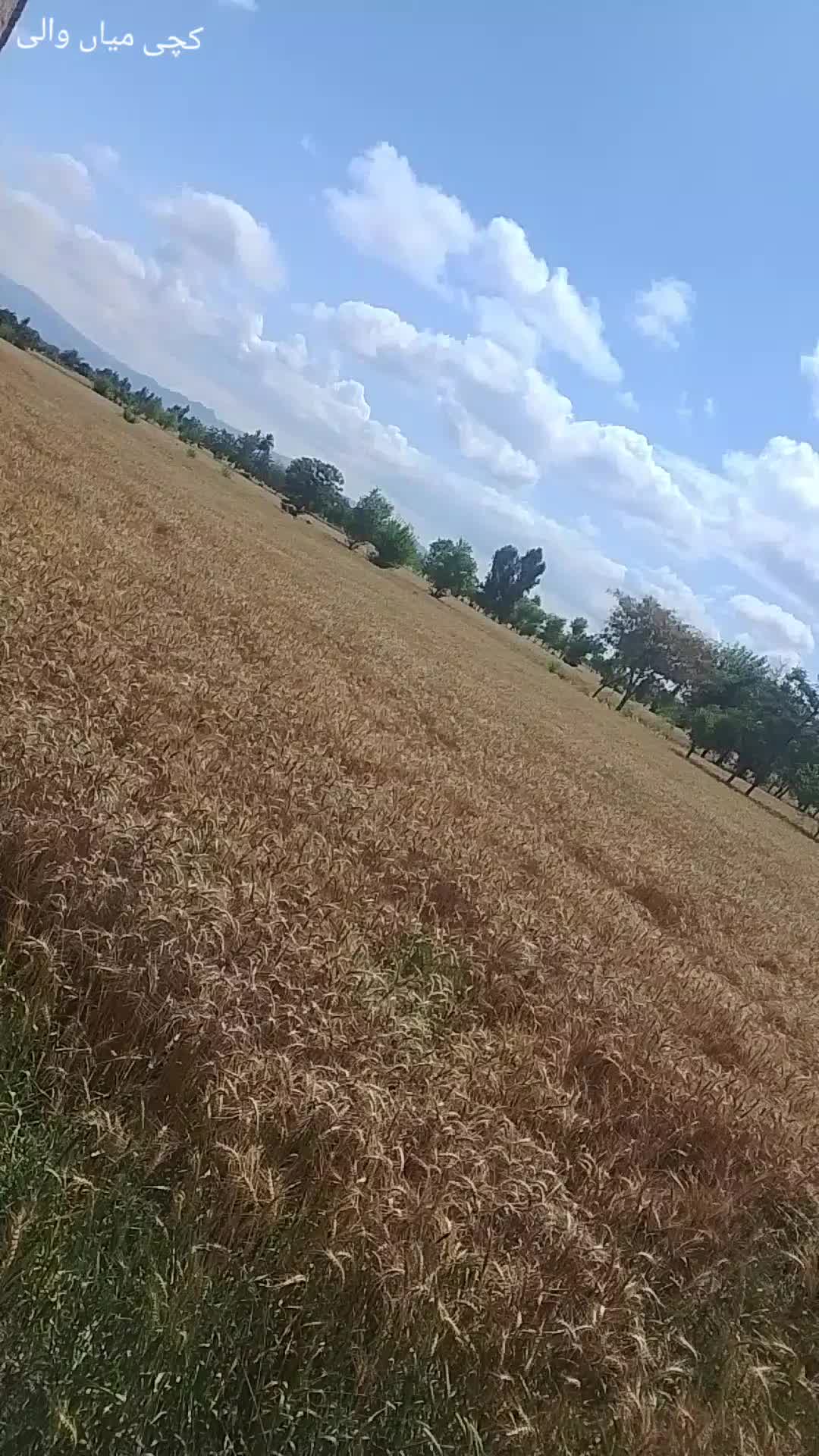 @💖چیف اف جام 💖