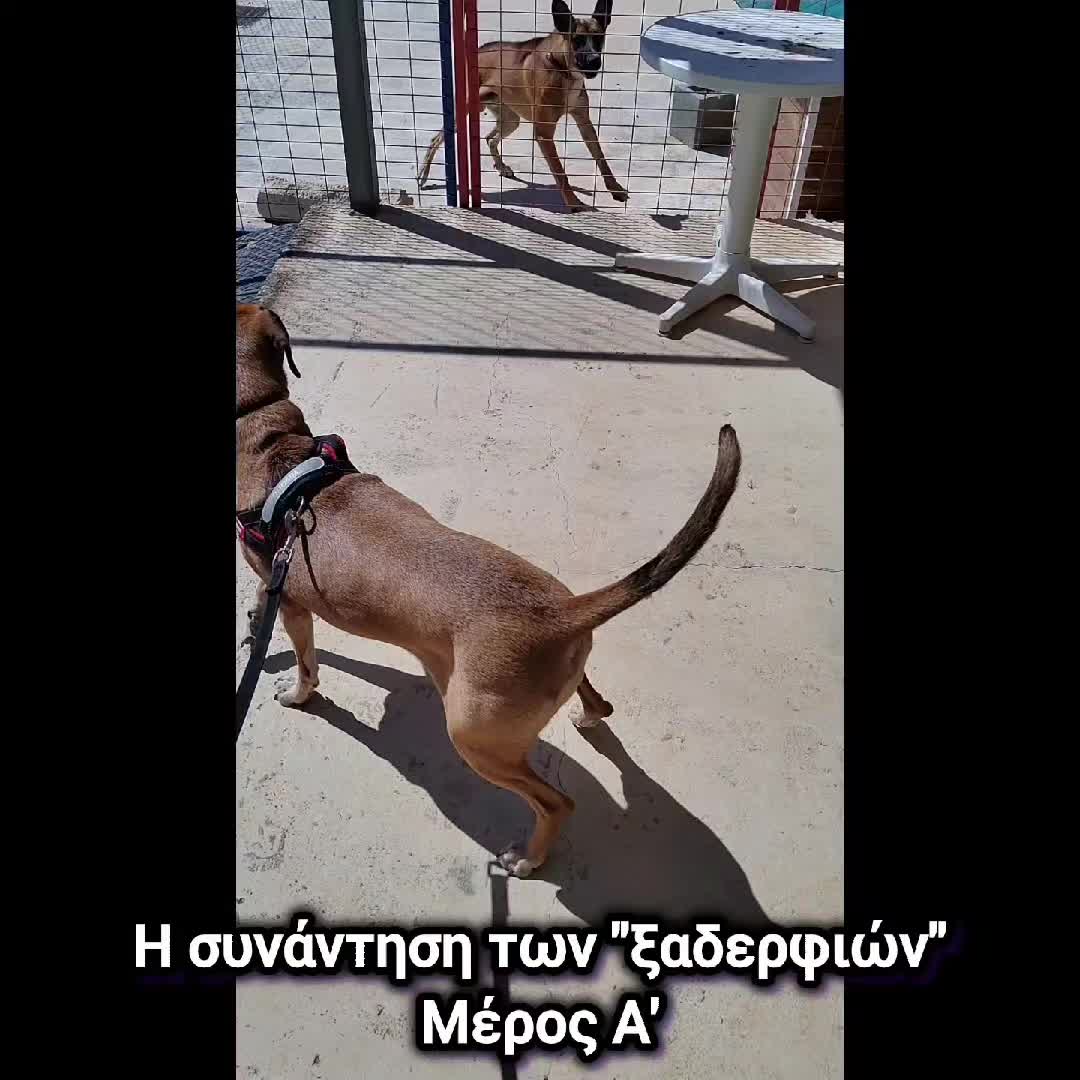 @dogtrainingbymelina