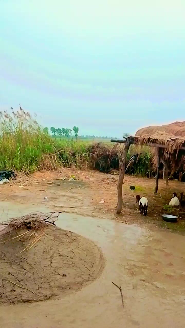 @Nanu jaan🥰