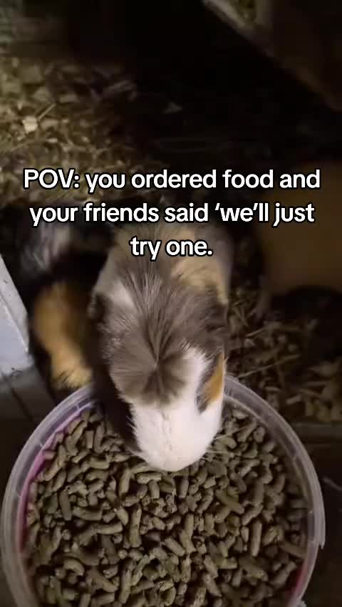@Pawfectlypicked