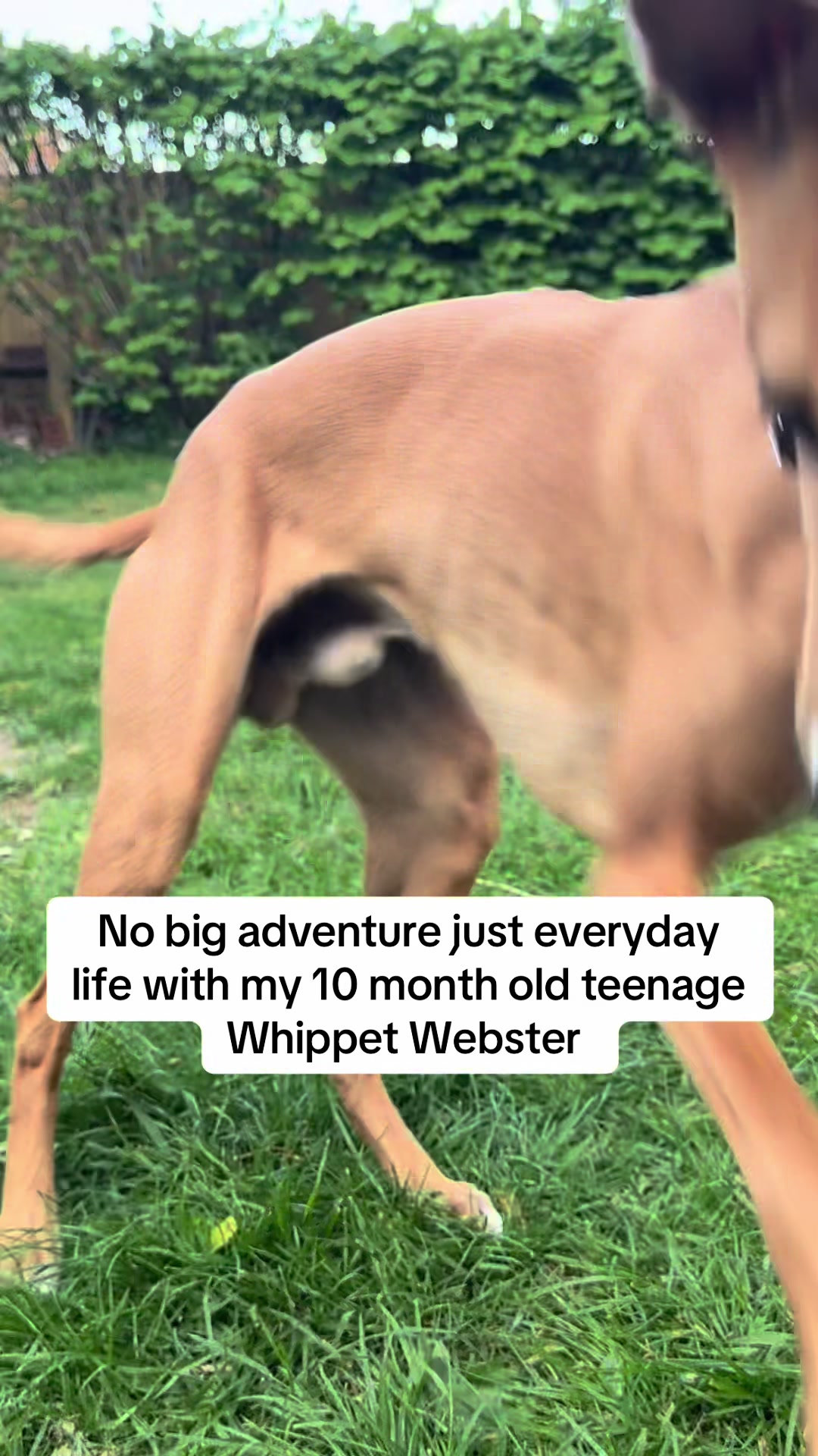 @Sam and her whippet