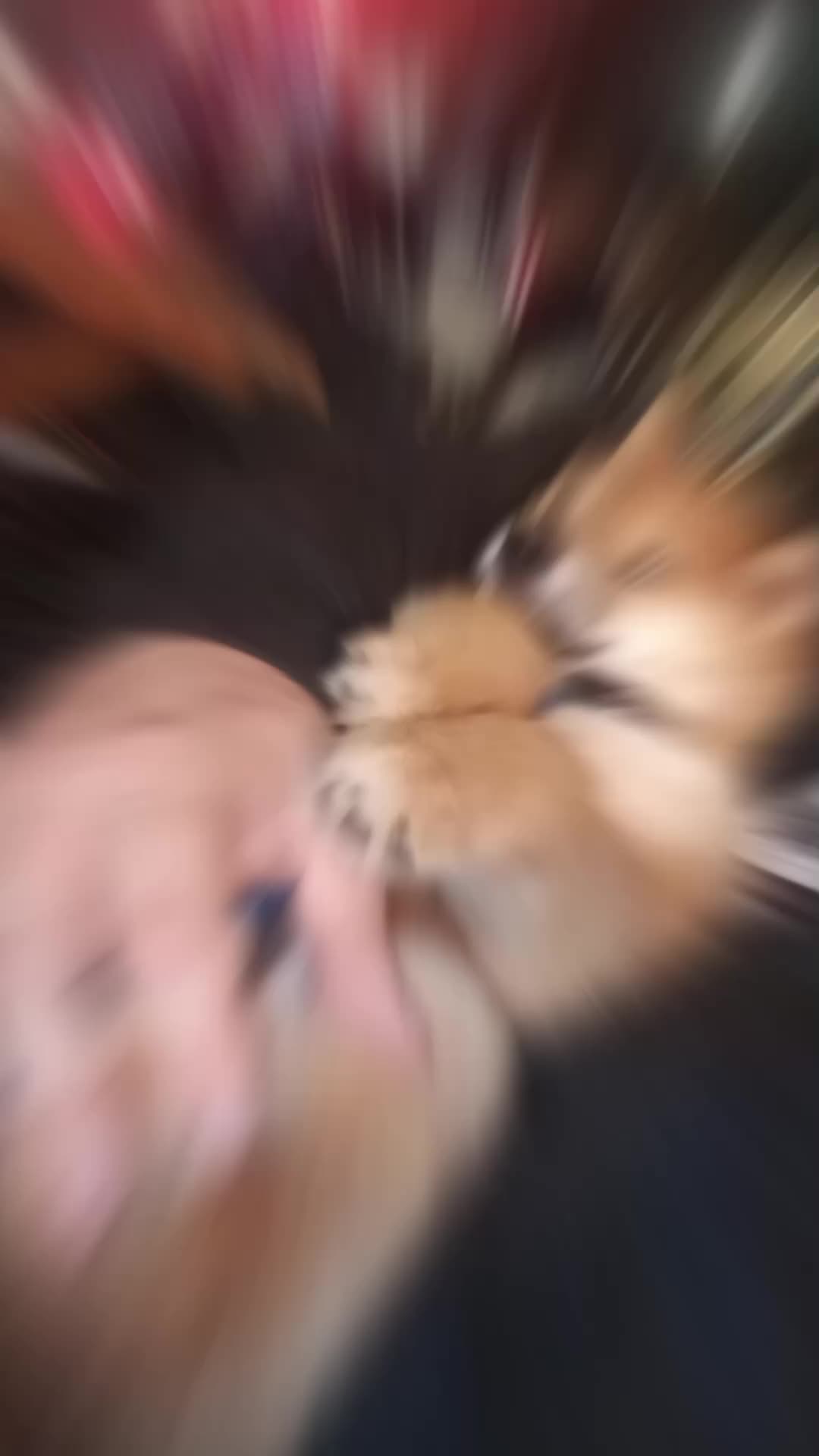 @Mochi Shiba Inu di E.Brignone