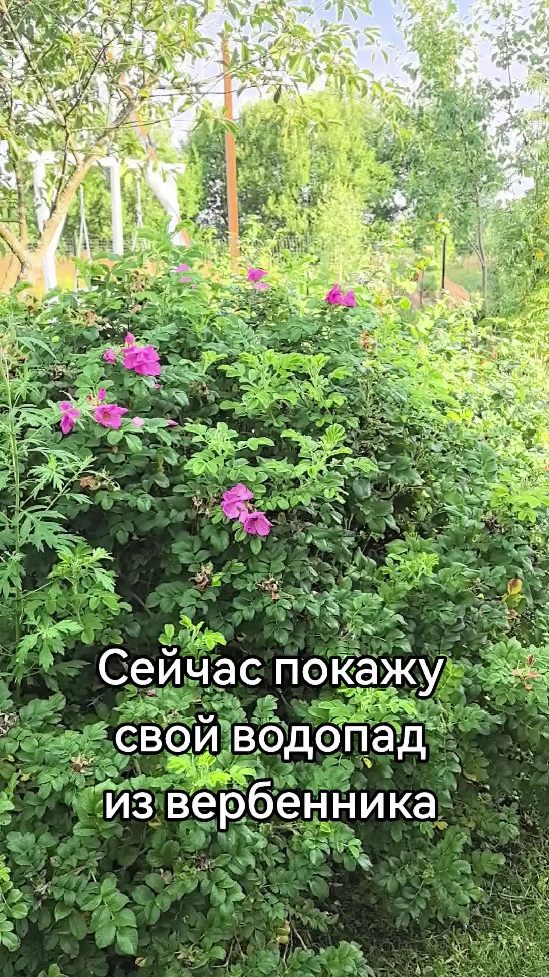 @Жулик на даче