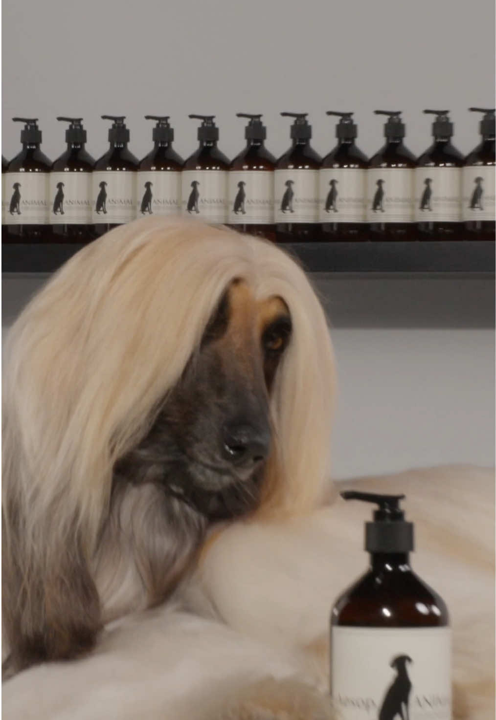 @Aesop