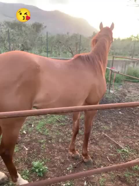 @scuderia vernagallo🐎 Palermo