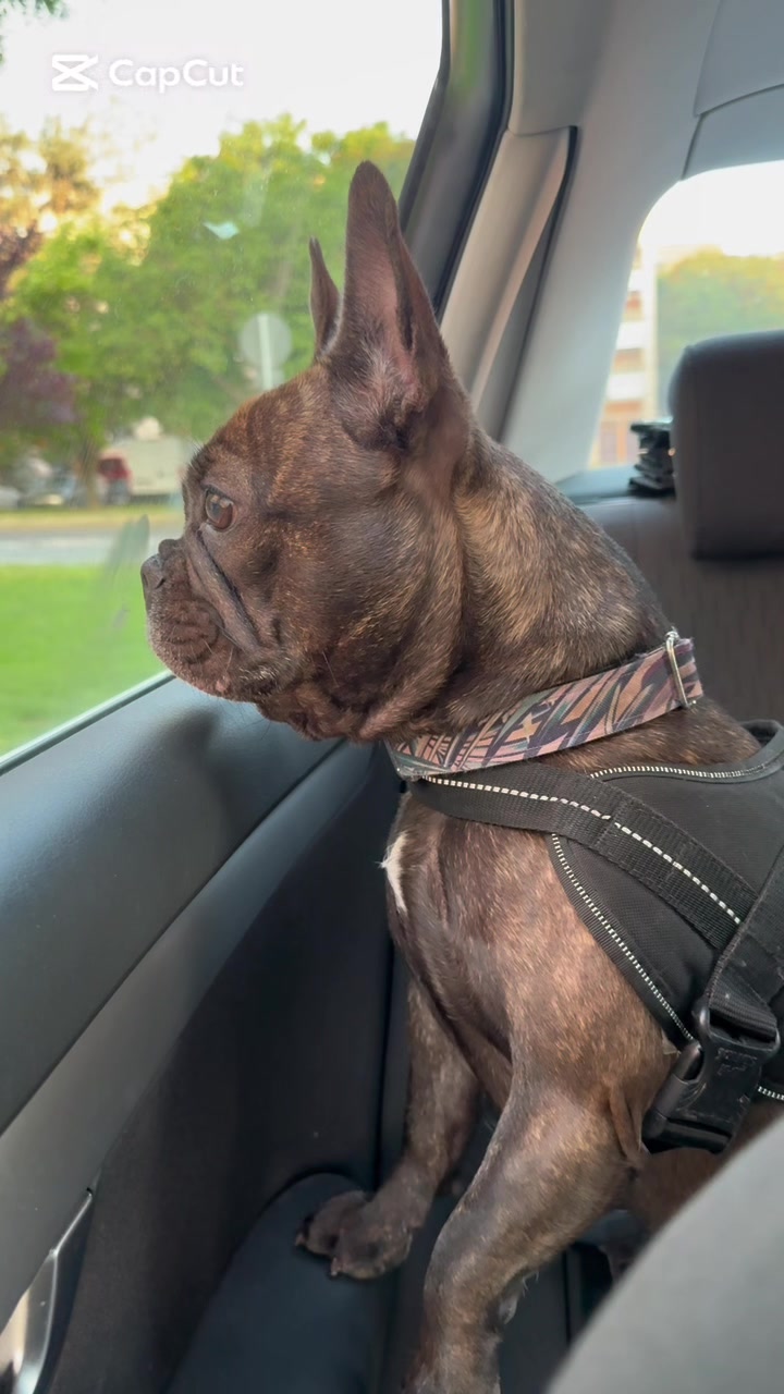 @Mia_french_bulldog