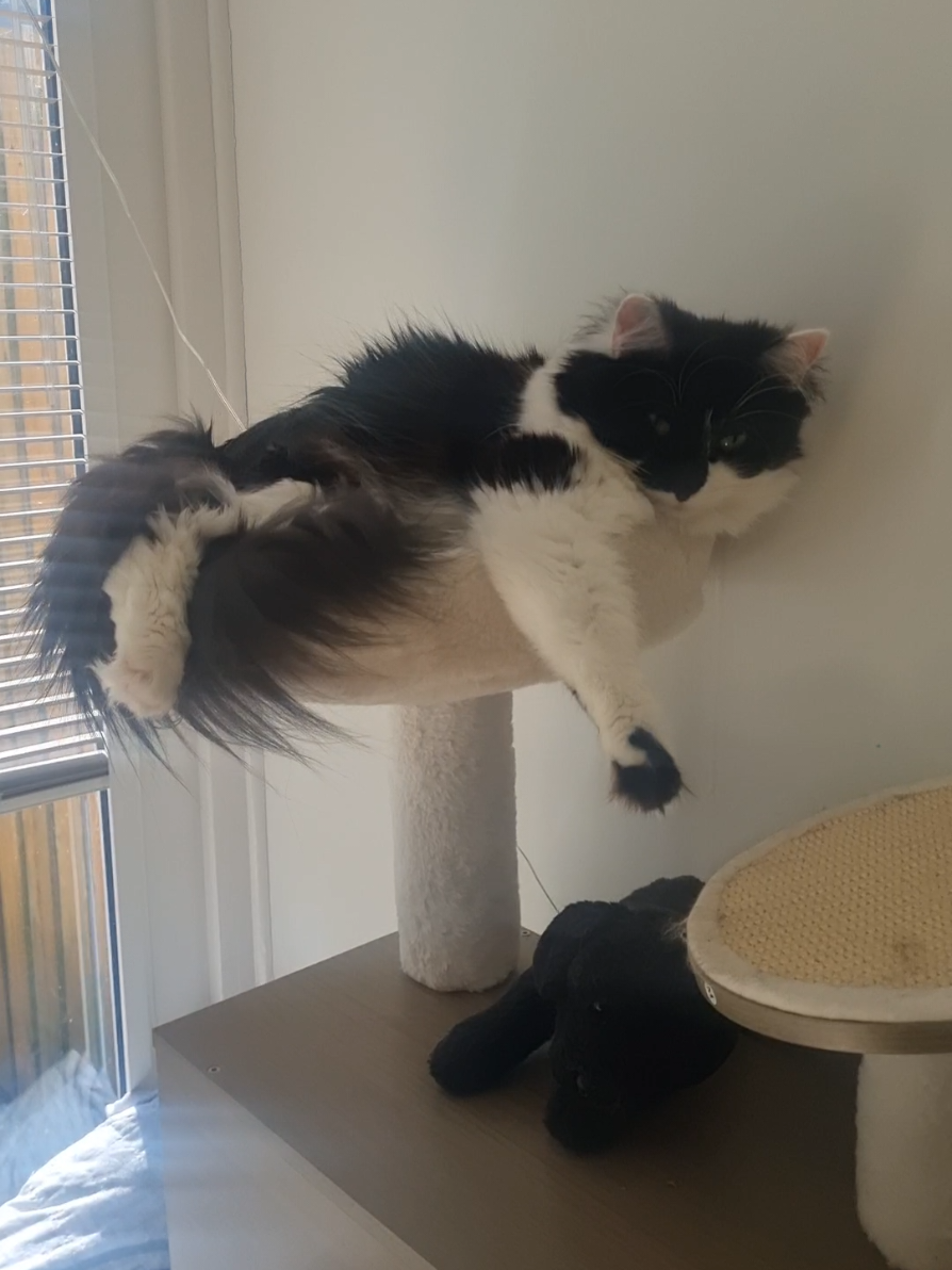 @2catlife