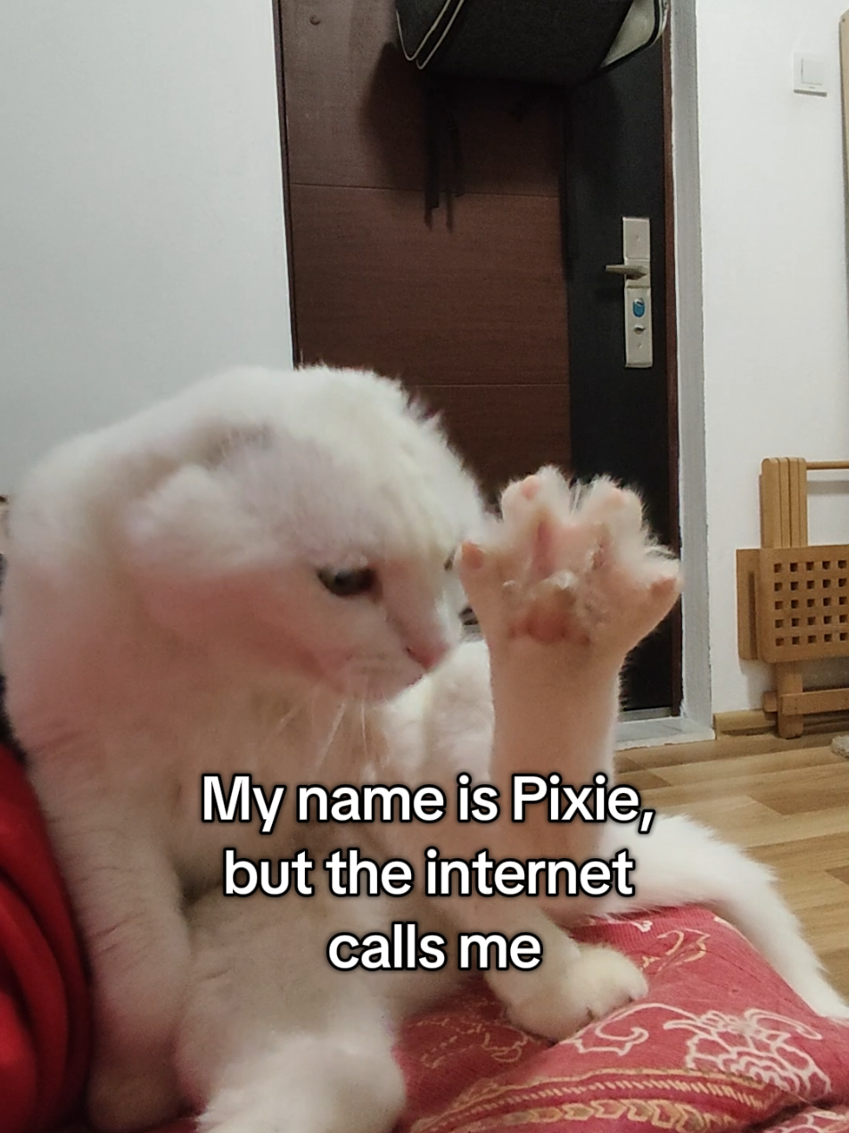 @Fluffy and Pixie