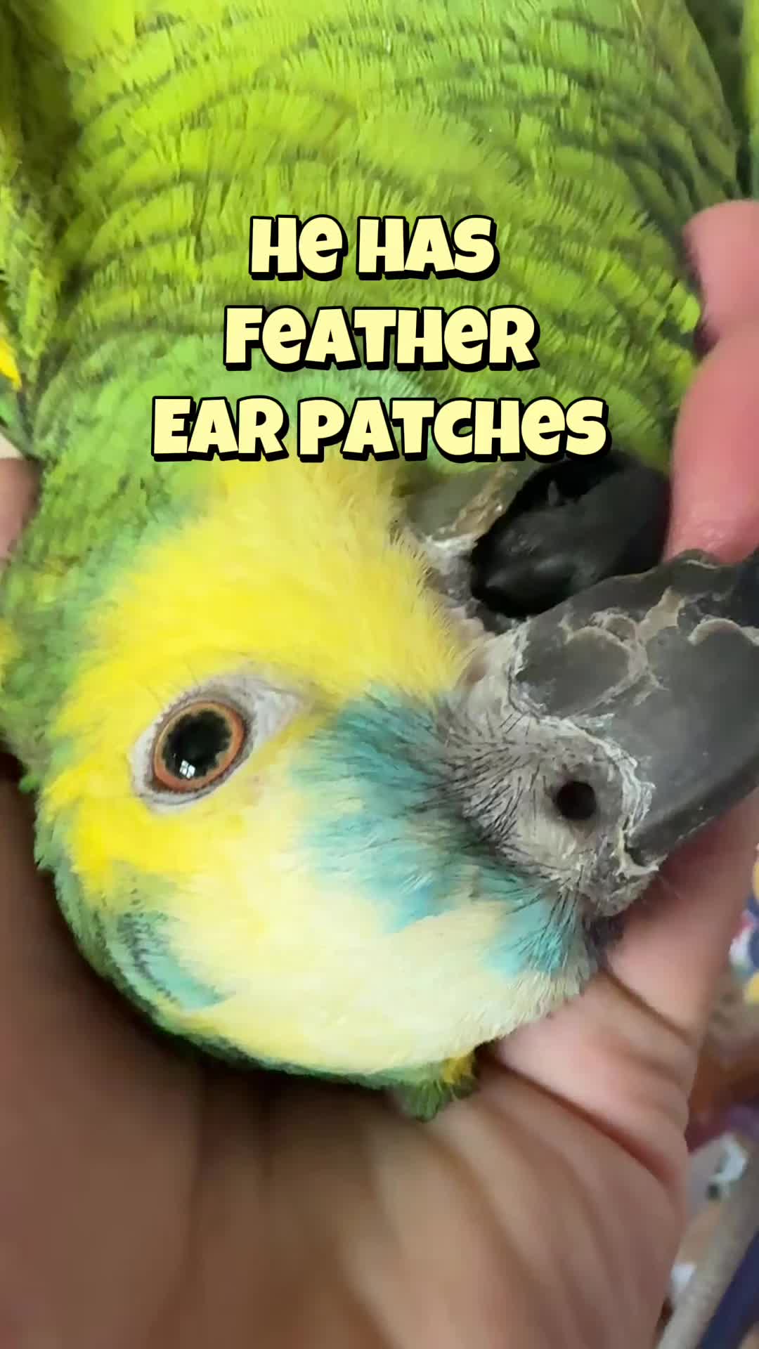 @imforthebirds