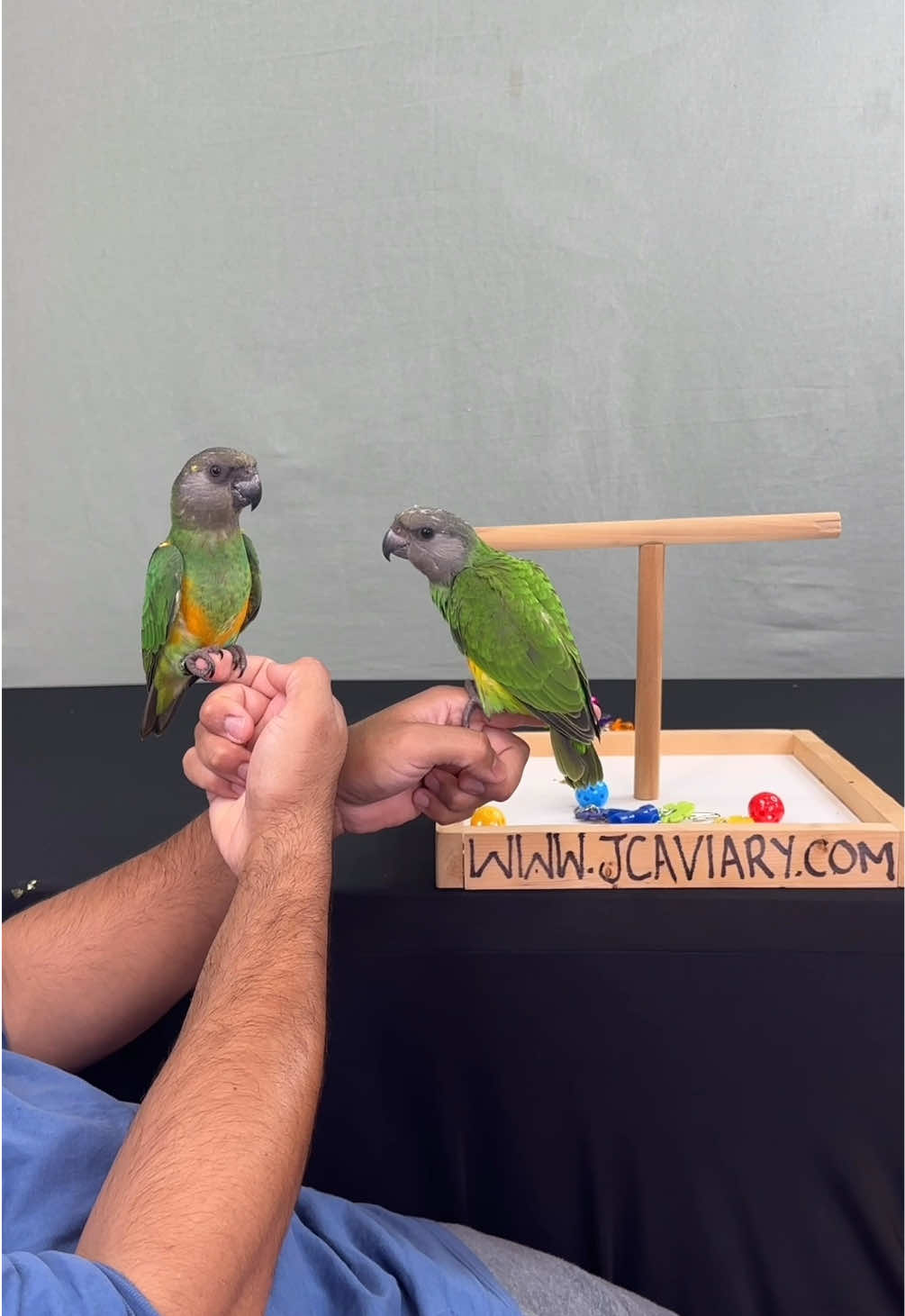 @JC Aviary