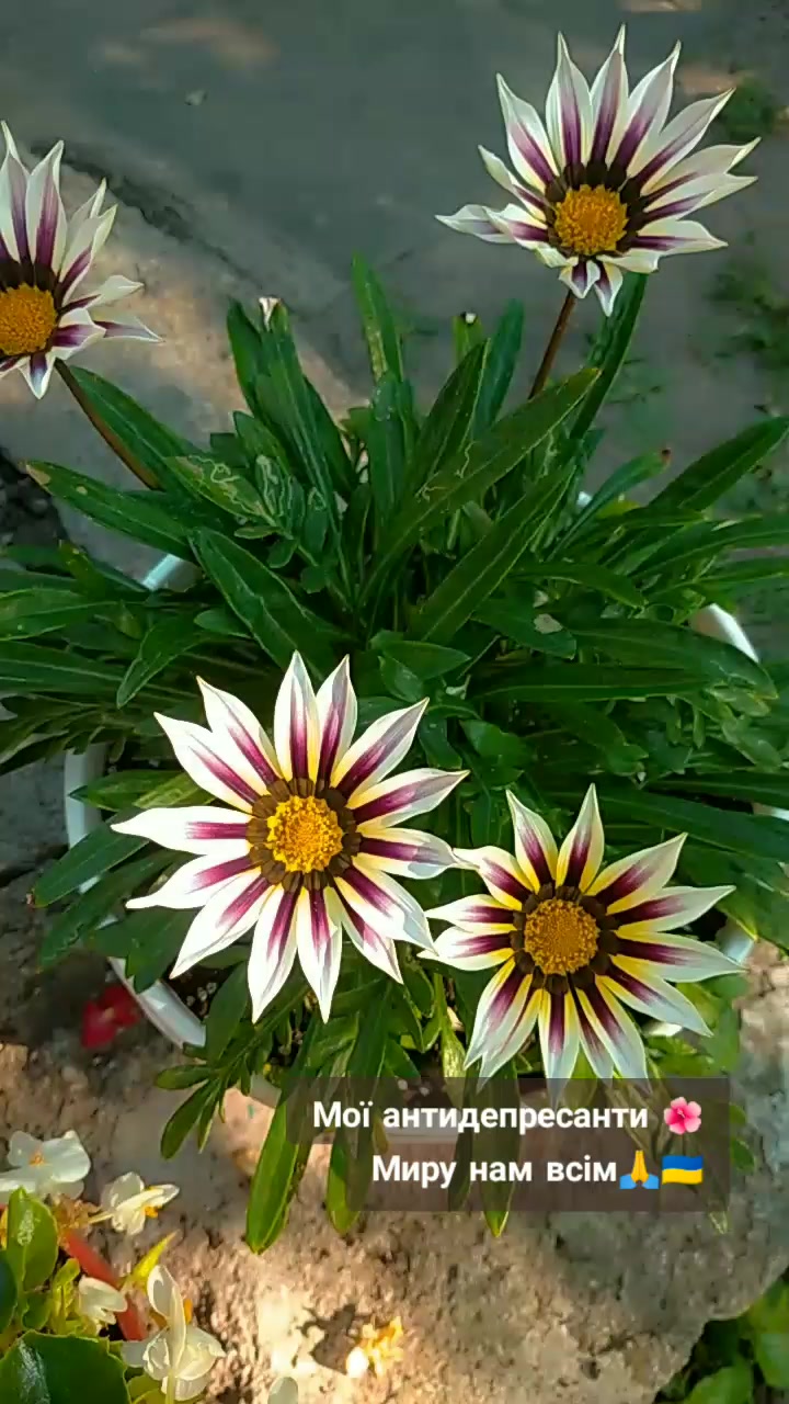 @꧁༺🍃 🌸Оля🌸🍃༻꧂