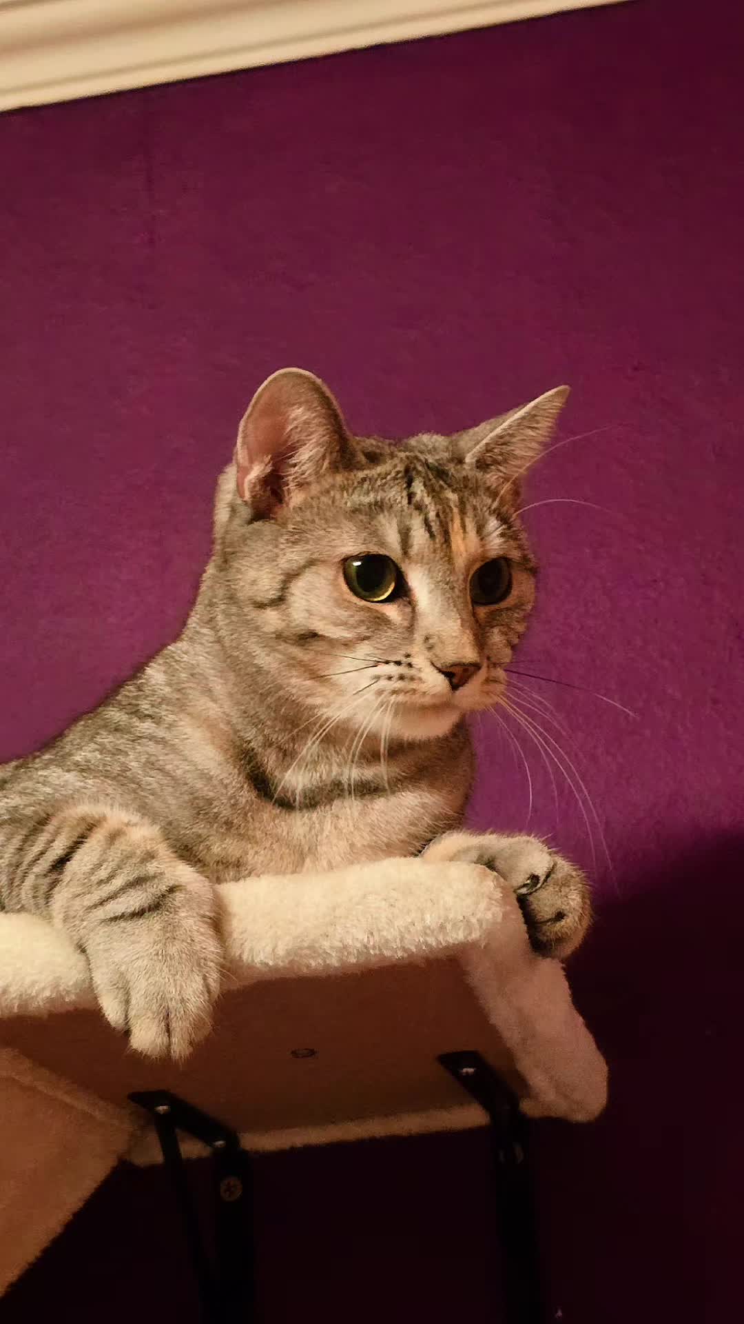 @Karin-Catmama80