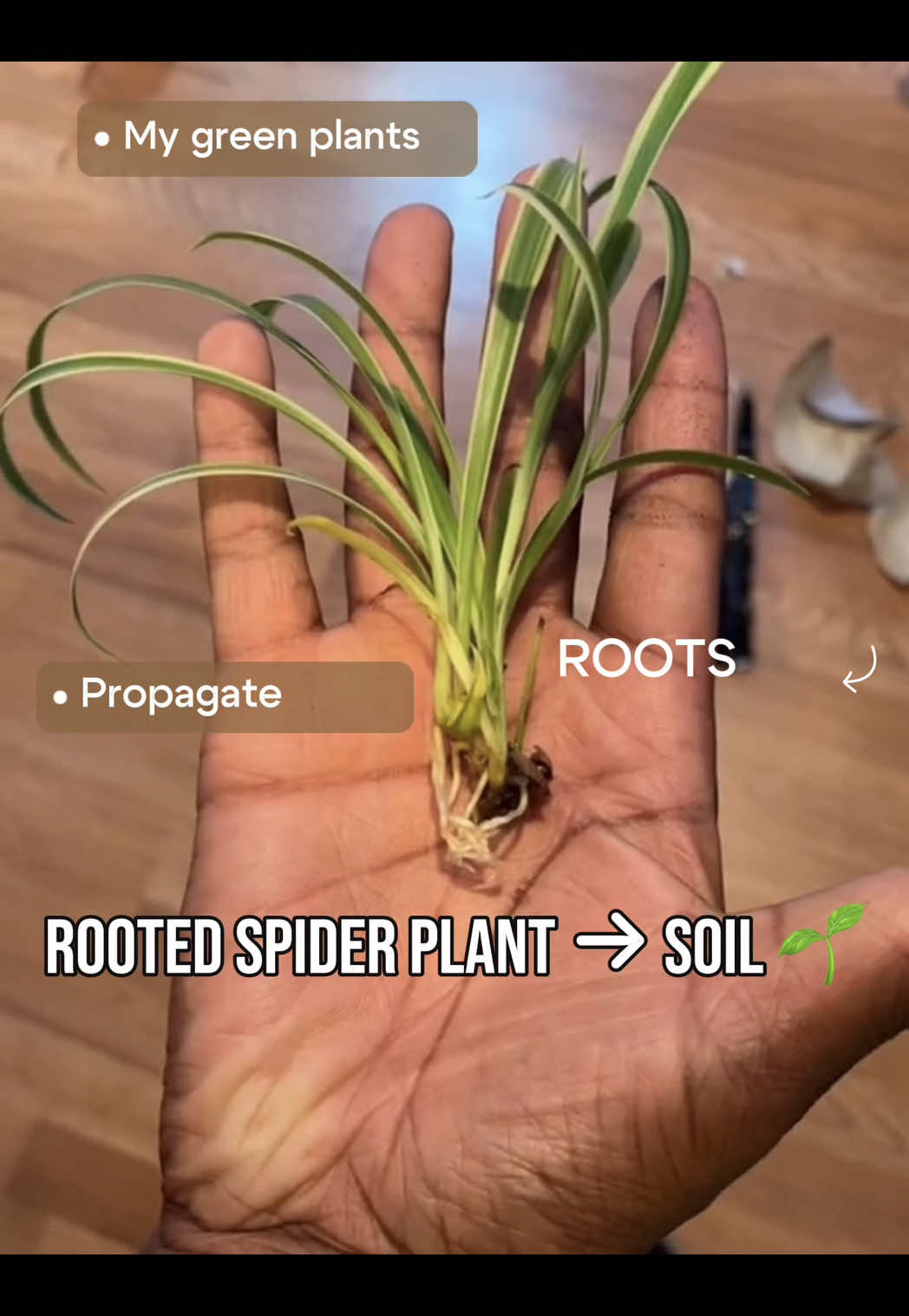 @plant_trappin_apothecary