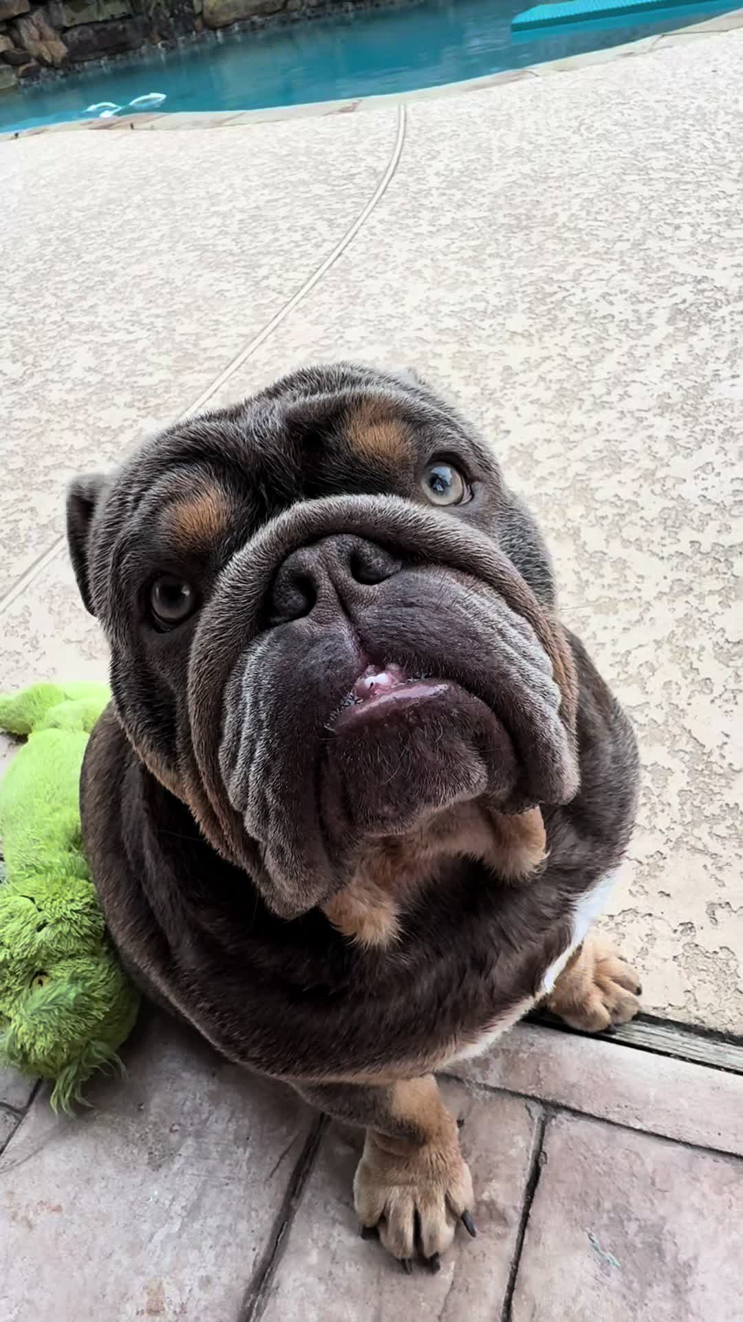 @RawlsTheBulldog